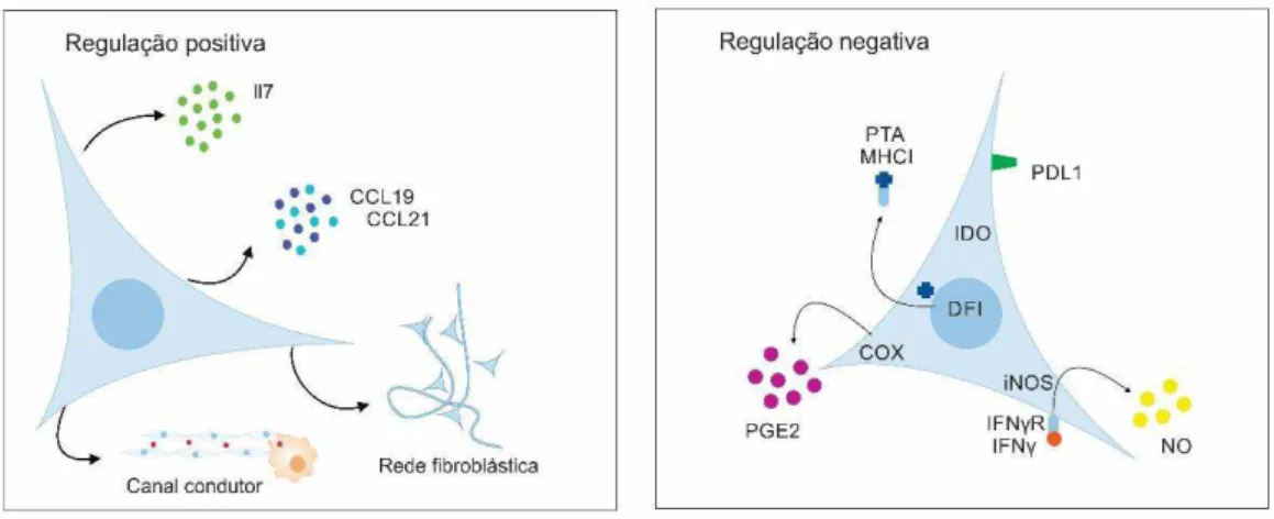Figura 3. Principais mecanismos de ação das  FRCs na ativação da resposta imune e na tolerância  periférica