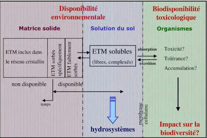 Figure  I_2  –  Schéma  conceptuel  de  la  biodisponibilité  des  éléments  potentiellement  toxiques dans les sols  (adapté de Lanno et al., 2004; Peijnenburg et Jager, 2003; Becquer et al., 2006 ) .