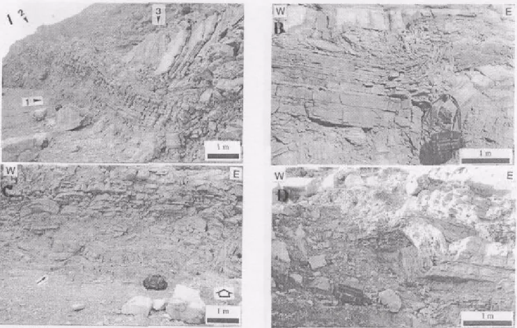 Figure 8 a-d  : Structures within level L5. ( a )  A looking-to-lhe-west photograph of the bottom of the Broken Beds to show (arrow 1) a place where folds and  listric normal faults affect the evaporite layers