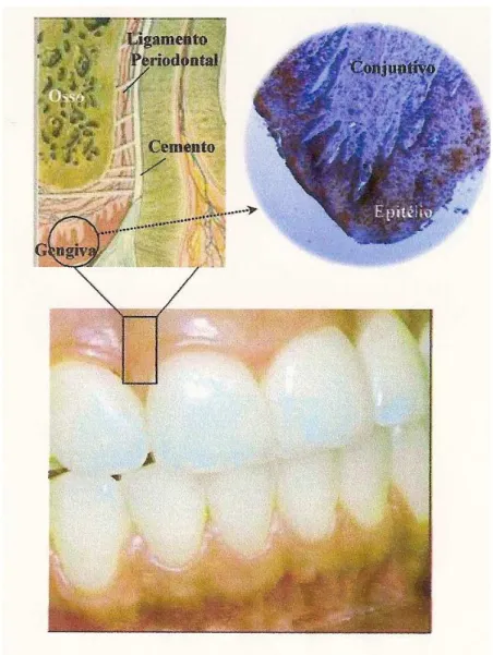 Figura 3-  Representação esquemática do aspecto histológico dos tecidos                      periodontais e gengiva clinicamente saudável (FABRI, 2007)