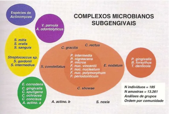 Figura 4- Diagrama da asociação entre espécies bacterianas subgengivais  (Adaptado de SOCRANSKY et al