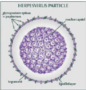 Figura 5- Vírus HHV-6 (www.drpodell.org/images/herpesvirusparticle.PNG). 