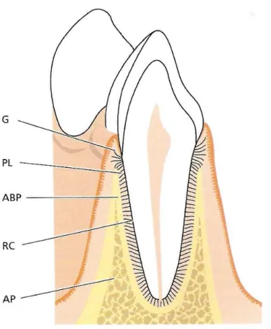 Figura 1- Esquema ilustrando os elementos do periodonto: a gengiva (G), o  ligamento periodontal (PL), o cemento radicular (RC), o osso alveolar  que é composto por processo alveolar (AP) e osso alveolar  propriamente dito (ABP) (LINDHE et al., 2005)