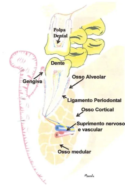 Figura 2- Esquema ilustrando os elementos do periodonto:  fibras  do  ligamento                   periodontal inseridas no cemento radicular e no osso alveolar 