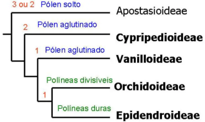 Figura  1.  Relações  filogenéticas  entre  as  subfamílias  de  Orchidaceae  (modificado  de  Cameron et al., 1999)