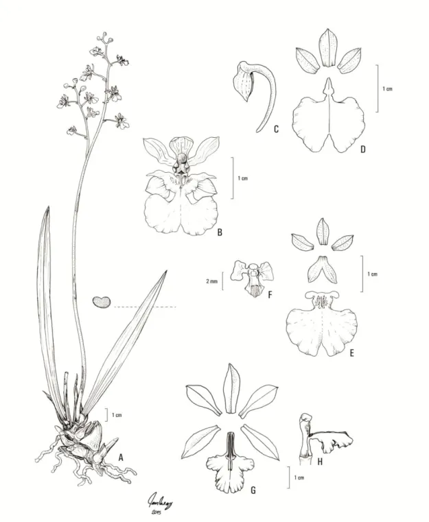 Figura 1. A-B. Cohniella cepula: A. Hábito; B. Flor; C-D. Comparettia coccinea: C. 