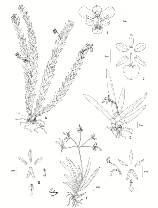 Figura  2.  A-B.  Lockhartia  goyazensis:  A.  Hábito;  B.  Flor;  C-D.  Plectrophora  edwallii: C