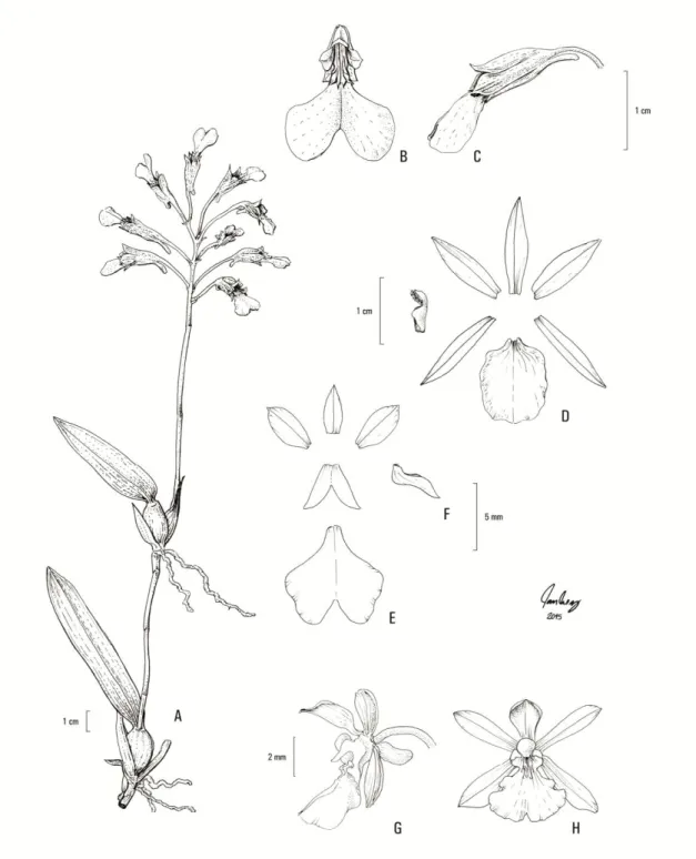 Figura  3.  A-C.  Rodriguezia  decora:  A.  Hábito;  B.  Flor,  frontal;  C.  Flor,  lateral,  sépalas  formando  um  mento;  D