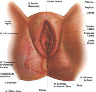 Figura 1- Anatomia da região perineal feminina 1                                                  