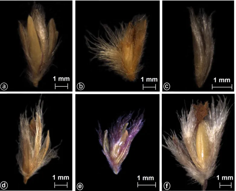 Figura 4. Fotos de espécies de Mesosetum: (a) espigueta de M. arenarium Swallen, Burman 468 (SP); (b)  espigueta de M
