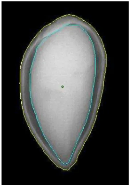 Figura  1  -  Imagem  de  semente  analisada  pelo  software  Tomato  Analyzer,  destacando as delimitações do perímetro da semente (em amarelo) e  do  embrião  (em  azul),  correspondendo  a  uma  relação  espaço  livre/cavidade interna de 0,326 (32,6%) 