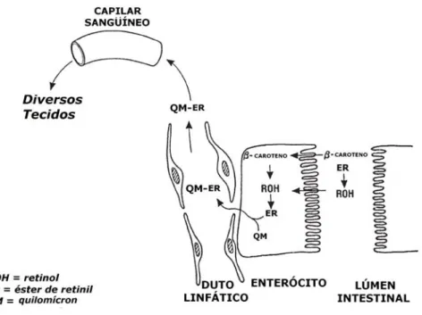 Figura 8. Absorção do β-caroteno e do retinol pelos enterócitos. O β-caroteno absorvido pode ser clivado a  retinol