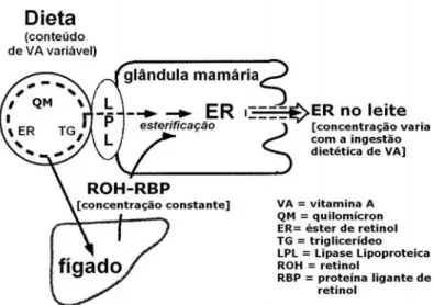 Figura 11. Incorporação, pela célula alveolar da glândula mamária, da vitamina A advinda dos quilomícrons  pós-prandiais e dos estoques hepáticos