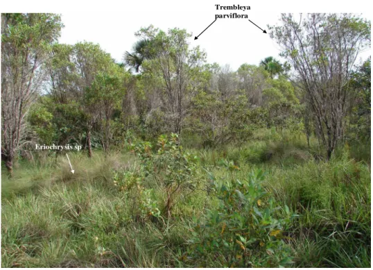 Figura 10. Vegetação na zona úmida (Campo Sujo) na EEAE, margeando a Vereda do Córrego Vereda Grande