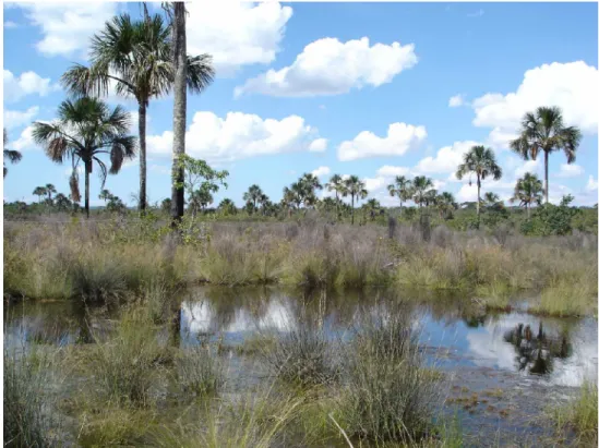 Figura 11. Vereda da EEAE, na porção inicial do córrego Vereda Grande. O estrato herbáceo está representado principalmente por Panicum subtiramulosum