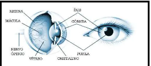 Figura 01 – Imagem do Olho Humano  Fonte:  18