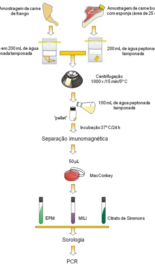 Figura  05  –  Representação  esquemática  da  metodologia  SGDIA  NRM  006  empregada  para  detecção  de  Escherichia  coli  produtora  de  toxina  de  Shiga  sorogrupos  O26,  O103,  O111  e  O145  em  amostras  de  cortes  bovinos  e  de  frangos