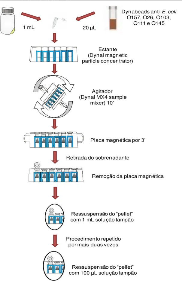Figura  06.  Representação  esquemática  do  processo  de  separação  imunomagnética. 