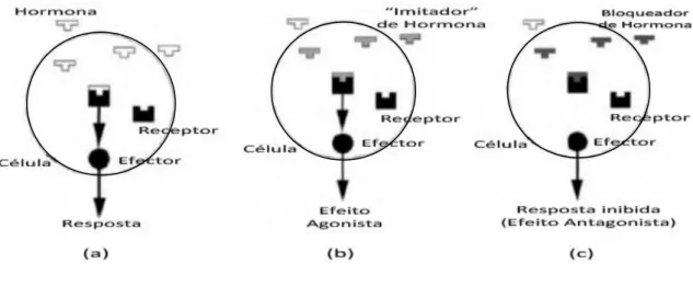Figura 4.2- Processo de desregulação endócrina: (a) Resposta Natural; (b) Efeito Agonista; (c) Efeito Antagonista  (adaptado de Birkett e Lester, 2003) 