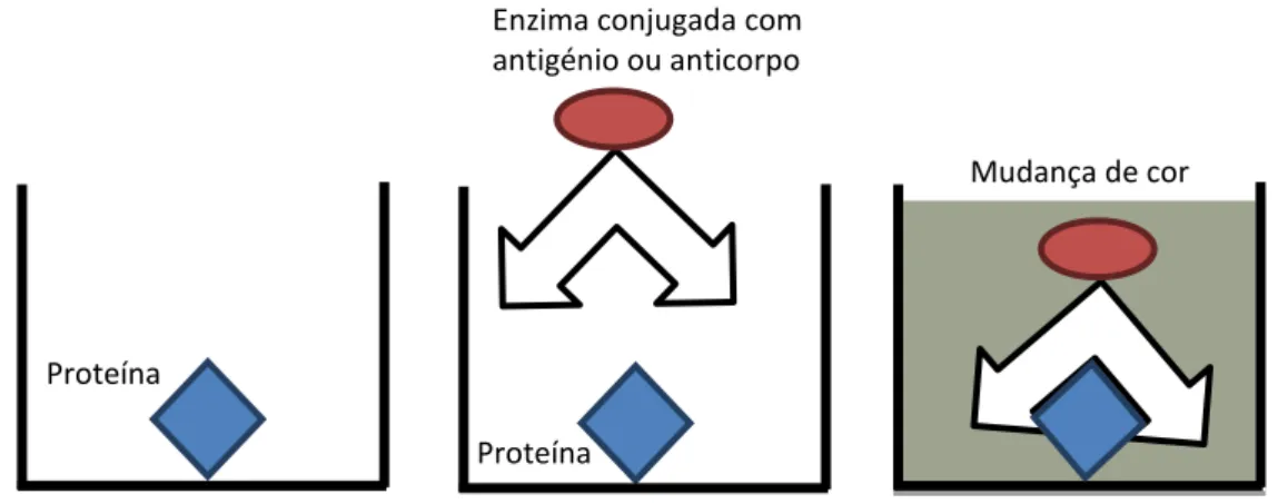 Figura 5.2 - Diagrama do imunoensaio ELISA