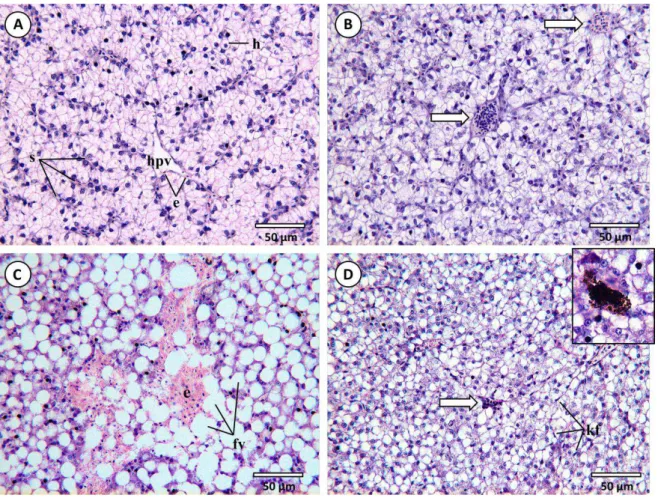 Fig. 4.1. Common histopathological lesions and alterations observed in the livers of  D