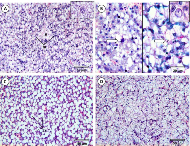 Fig. 4.2. Common histopathological lesions and alterations observed in the livers of  D