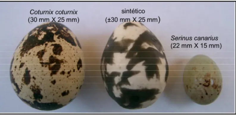 Figura 3 - Modelos de ovos utilizados nos experimentos de ninhos artificiais na ilha Anchieta, SP, Brasil 