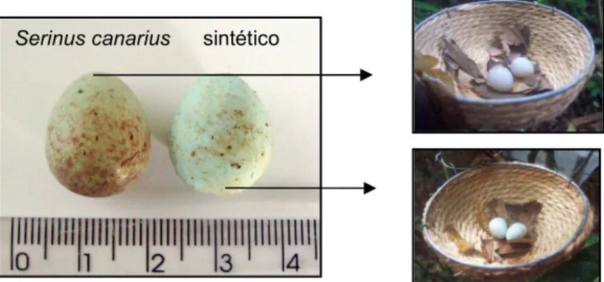 Figura 4 - Ovo de canário e sintético simulando o de canário nos ninhos aéreos Serinus canarius sintético 