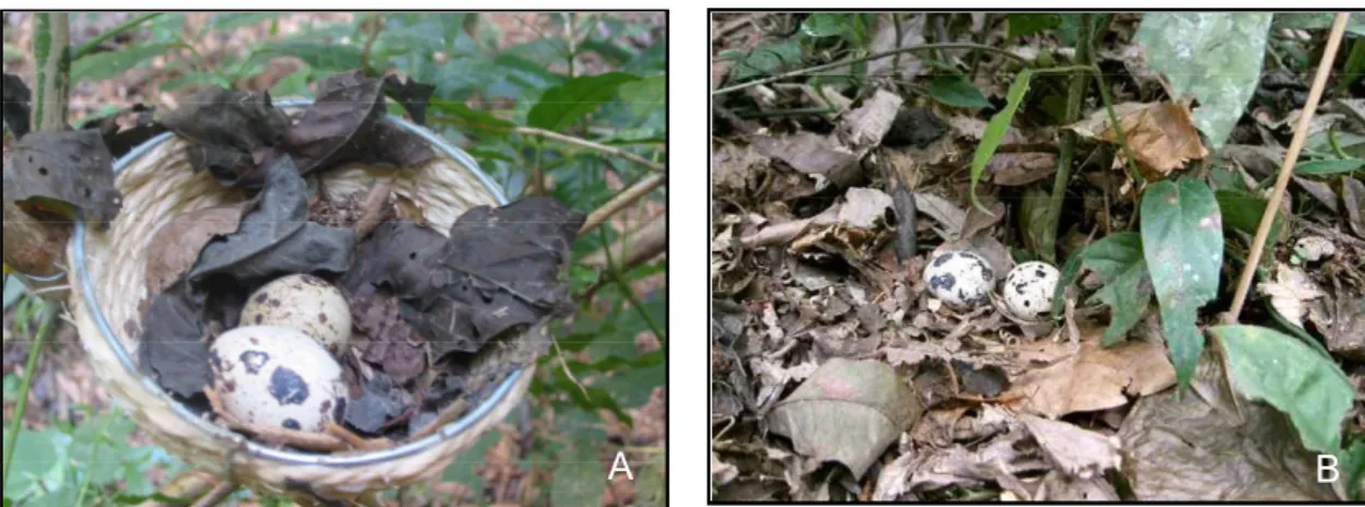 Figura 2 – Ninhos artificiais utilizados nos experimentos de predação nas ilhas, fragmentos e áreas        contínuas: A) ninho aéreo B) ninho no solo 