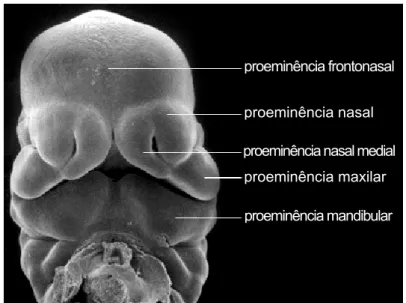 Figura 2. Primórdios faciais em embrião de camundongo  (http://www.med.unc.edu/embryo_images) 