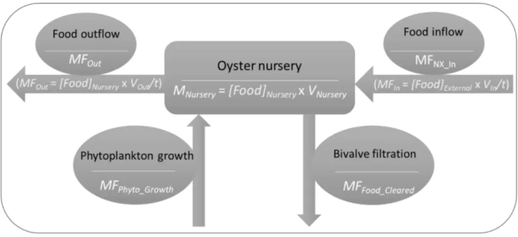 Table 3.1 - Oyster food indicators and corresponding model units. 