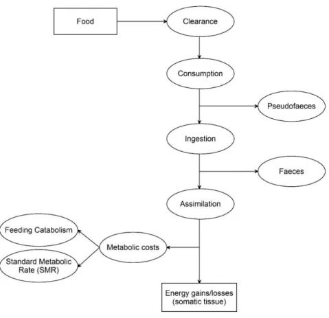 Table 4.1  –  Variables, parameters, conversion factors and functions of the model. 