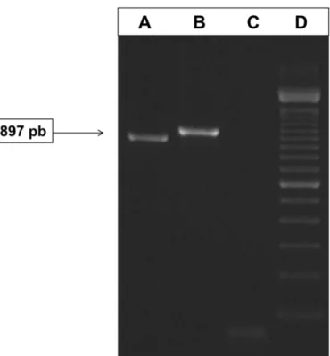 Figura 1 –  Eletroforese  dos  produtos  de  PCR  correspondentes  ao  gene  hexon  do  TAV
