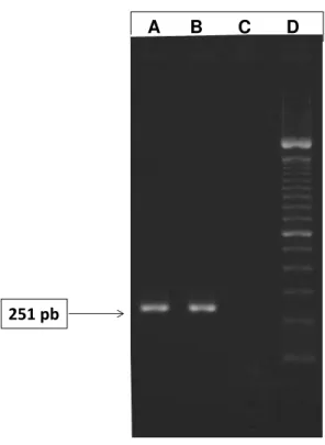 Figura 3 –  Eletroforese dos produtos de PCR correspondentes  ao gene da polimerase do TAstV-1