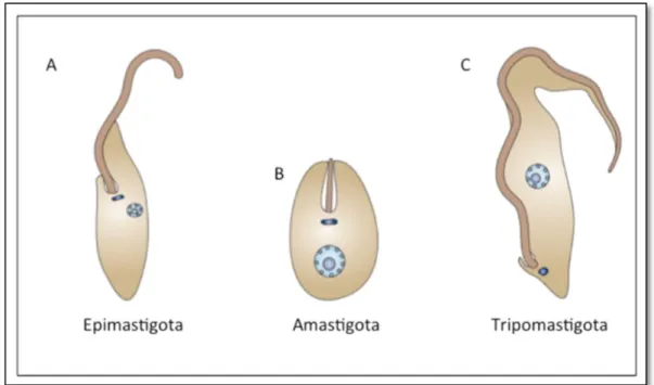 Figura 2. Formas de desenvolvimento do Trypanosoma cruzi. As formas de desenvolvimento diferem  de  acordo  com  a  posição  do  flagelo  e  cinetoplasto