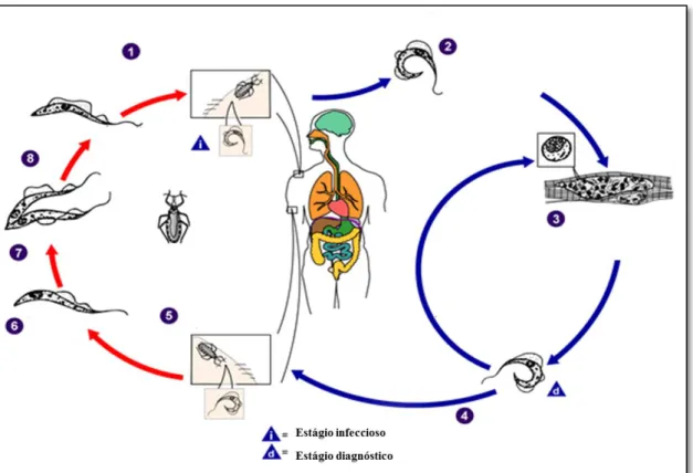 Figura  3.  Ciclo  de  vida  do  Trypanosoma  cruzi.  Os  números  representam  a  sequência  em  que  normalmente ocorre a infecção pelo T