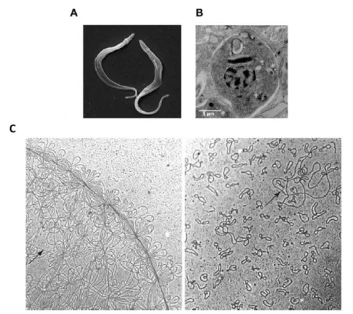 Figura  5.  Ultraestrutura  do  Trypanosoma  cruzi  e  micrografia  eletrônica  do  kDNA  de  Crithidia  fasciculata