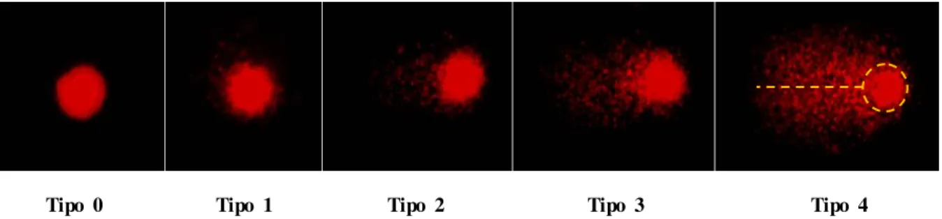 Figura  2.  Fotografias  de  diferentes  tipos  de  danos  em  eritrócitos  de  Danio  rerio  marcados  com  brometo  de  etídeo,  obtidas  após  realização  do  teste  do  cometa  no  presente  trabalho