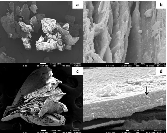 Figura  4.  Micrografias  de  vermiculita  expandida  (a  e b)  e  vermiculita  expandida  magnética  (c  e  d)  obtidas  por  Microscopia Eletrônica de Varredura