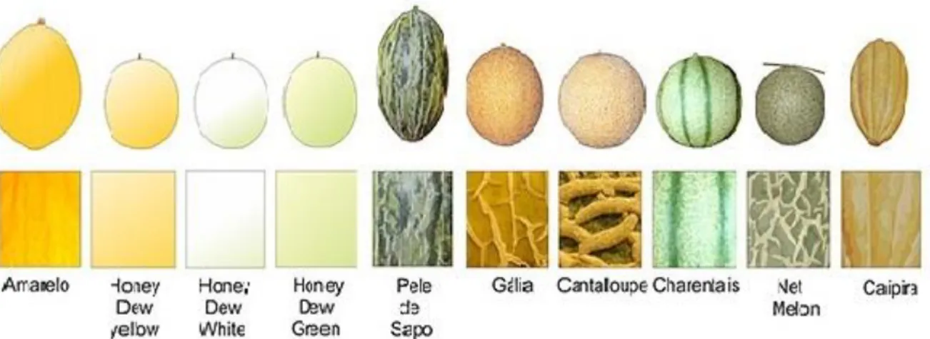 Figura 1: Principais tipos de melão (CEAGESP, 2010). 