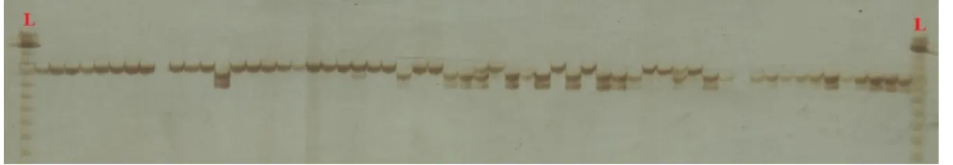 Figura 2: Primer CM102 - Um dos 18 primers SSR polimórficos para os 58 genótipos Pele de  Sapo