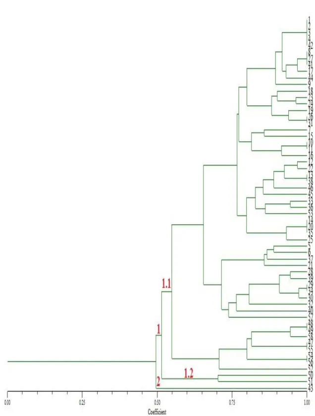 Figura 3: Dendrograma das 58 linhagens gerado a partir da análise de 18 primers SSR. 1 e 2: 