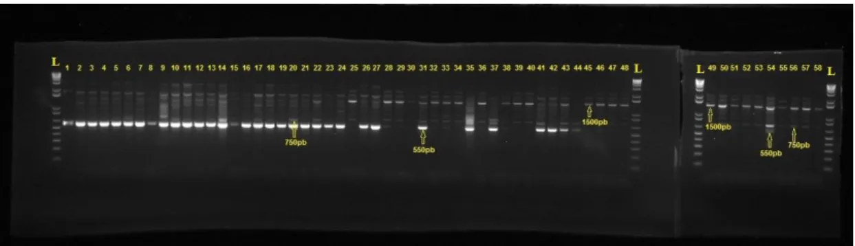 Figura 4: Primer 59Zm  –  Um dos 13 primers ISSR polimórficos para os 58 genótipos Pele de  Sapo