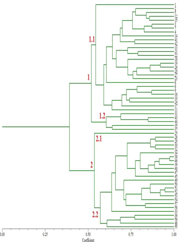 Figura 5: Dendrograma das 58 linhagens gerado a partir da análise de 74 marcadores ISSR