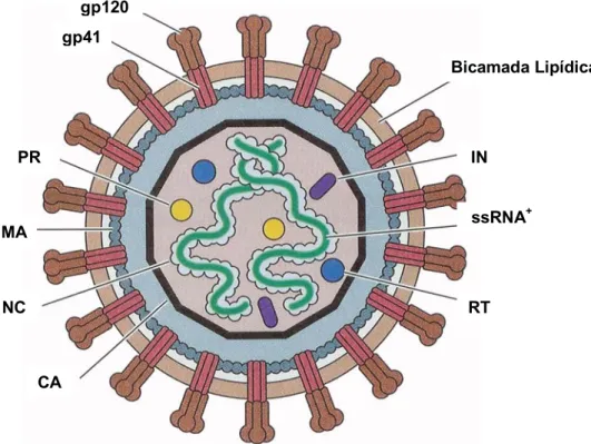 Figura 5. Estrutura da partícula viral do HIV-1. CA – capsídeo, IN – integrase, MA – matriz, NC –  nucleocapsídeo, PR – protease, RT – transcriptase reversa, ssRNA+ - RNA fita simples  positivo