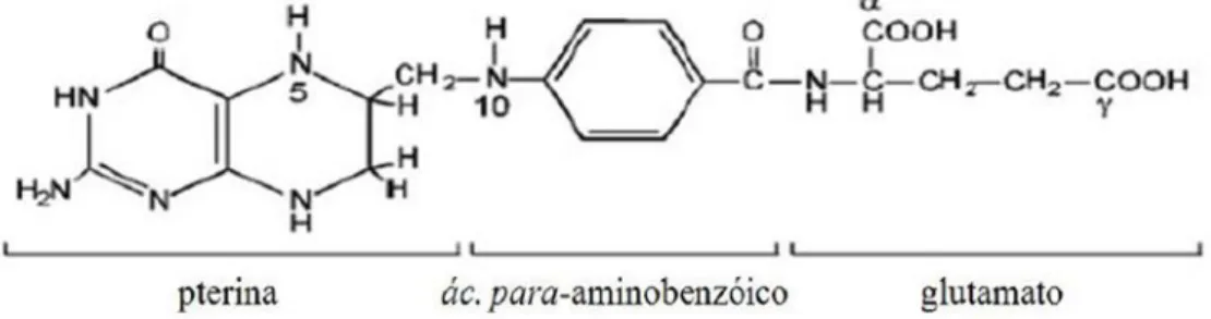 Tabela 1: Nomenclatura e funções bioquímicas das diversas formas de folatos (Lima et  al., 2003)