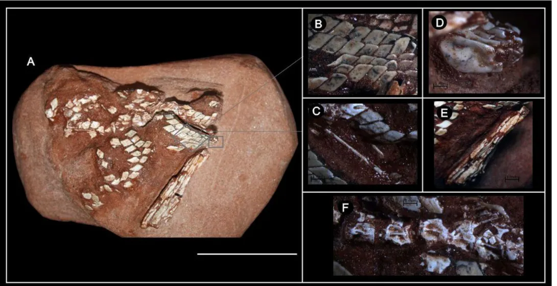 Figura 2: Material articulado de Lepisosteidae FUP-Pv 000017.  A) bloco com escamas e ossos articulados; B) escamas articuladas; C) escama da  linha lateral e pterigióforo; D) escama anal; E) nadadeira anal; F) sequência de vértebras articuladas