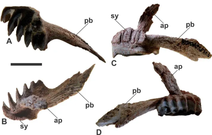 Figura 5: Placa dentária e pterigopalatino direito de Ceratodus sp. FUP-Pv 000008. A)  vista  oclusal;  B)  vista  dorsal;  C)  vista  mediana;  D)  vista  lateral
