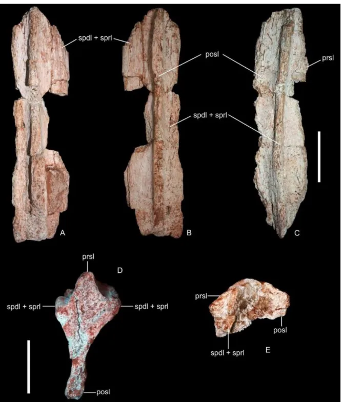 Figura 2: Fragmentos de espinho neural de Rebbachisauridae FUP-Pv 000012. A) vista  anterior;  B)  posterior;  C)  vista  lateral  direita;  FUP-Pv  000015,  fragmento  de  espinho  neural