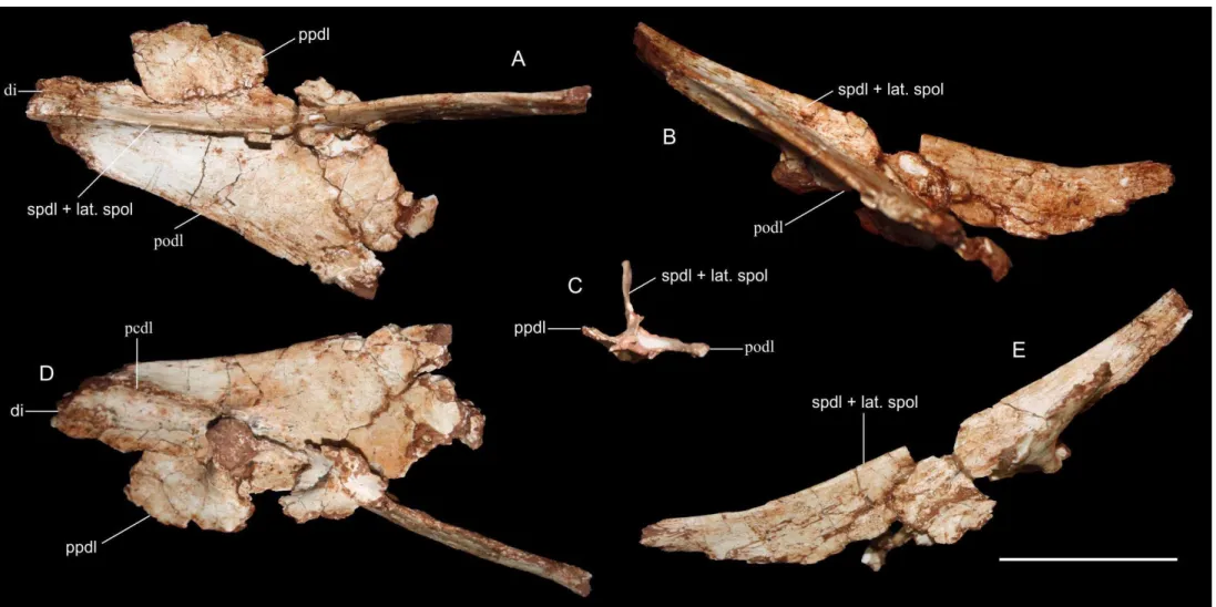 Figura 3: Rebbachisauridae, diapófise esquerda FUP-Pv 000013. A) vista dorsal; B) vista posterior; C) seção transversal vista da extremidade da  diapófise; D) vista ventral; E) lateral esquerda